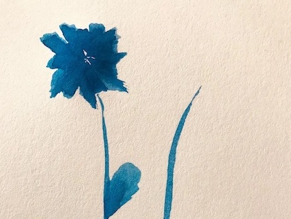 Ink drawing of a blue flower and some grass on parchment